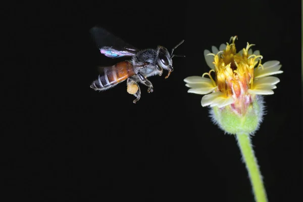 Bir arı güzel çiçeğe doğru uçar — Stok fotoğraf