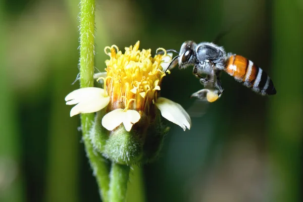 Une abeille volant vers la belle fleur — Photo