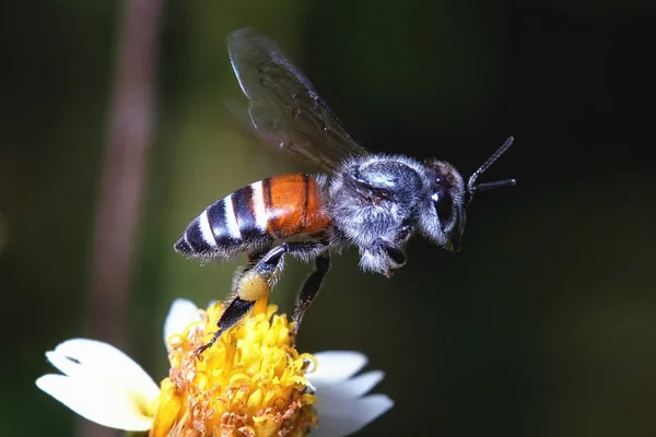 Een bij vliegen naar de mooie bloem — Stockfoto