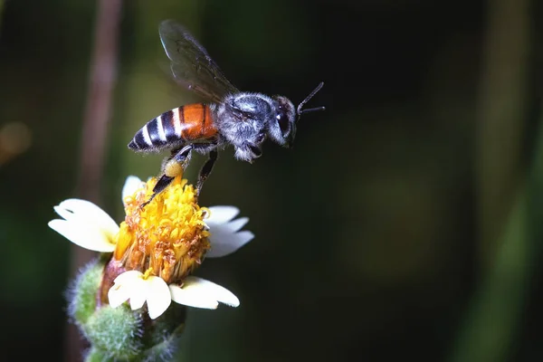 Uma abelha voando para a bela flor — Fotografia de Stock