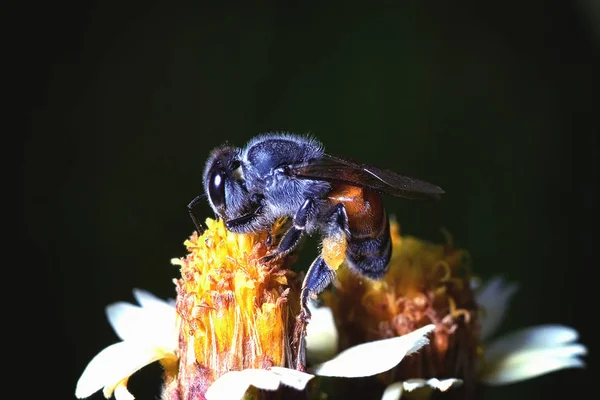 Eine Biene fliegt zur schönen Blume — Stockfoto