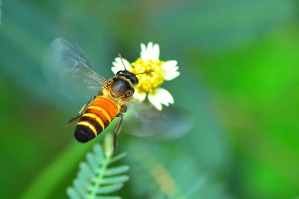 Una abeja volando a la hermosa flor — Foto de Stock