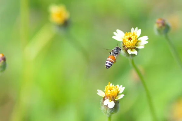 Une abeille volant vers la belle fleur — Photo