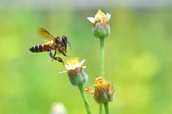 En Bee flyger till den vackra blomman — Stockfoto