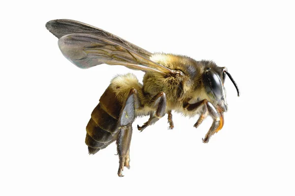A bee Flying Isolated on white background — Stock Photo, Image