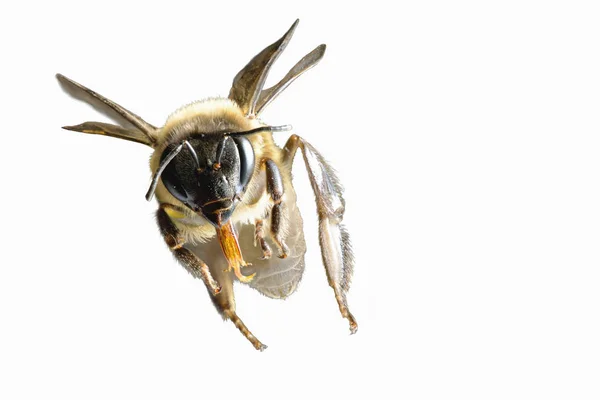 Пчела Летит Изолированная на белом фоне — стоковое фото