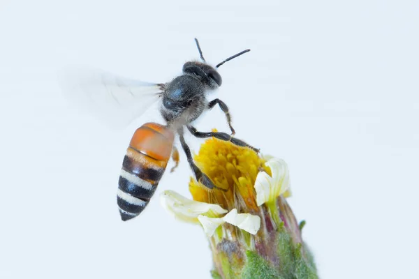 Een honingbij geïsoleerde vliegen op witte achtergrond — Stockfoto