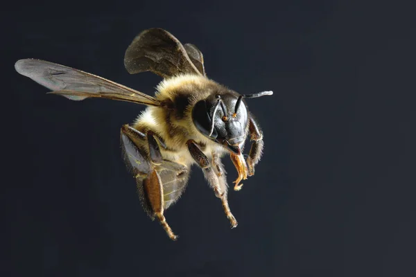 Een honingbij geïsoleerde vliegen op zwarte achtergrond — Stockfoto