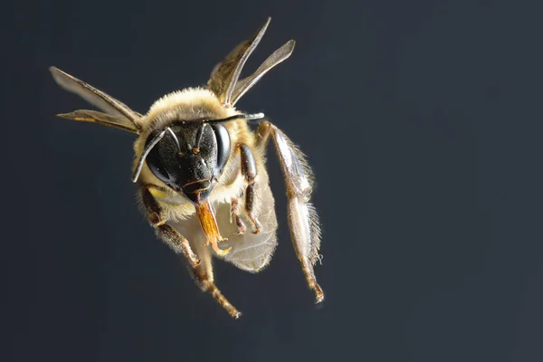 Een honingbij geïsoleerde vliegen op zwarte achtergrond — Stockfoto