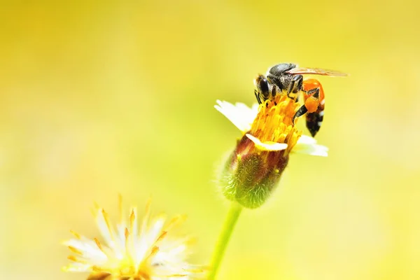 A Bee perched on the beautiful flower — Stock Photo, Image