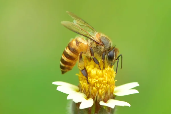 Uma abelha empoleirada na bela flor — Fotografia de Stock