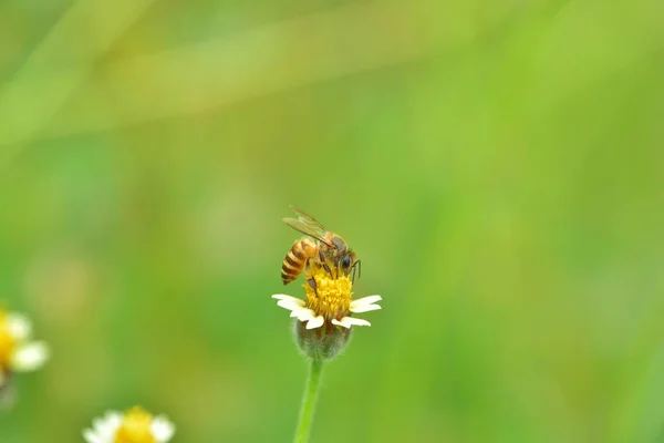 Una abeja encaramada en la hermosa flor —  Fotos de Stock