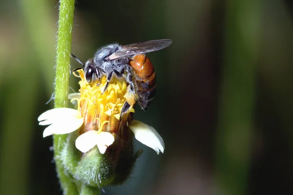 Une abeille perchée sur la belle fleur — Photo