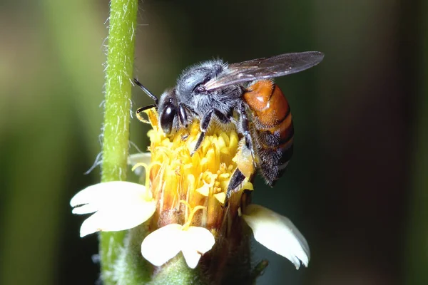 Une abeille perchée sur la belle fleur — Photo