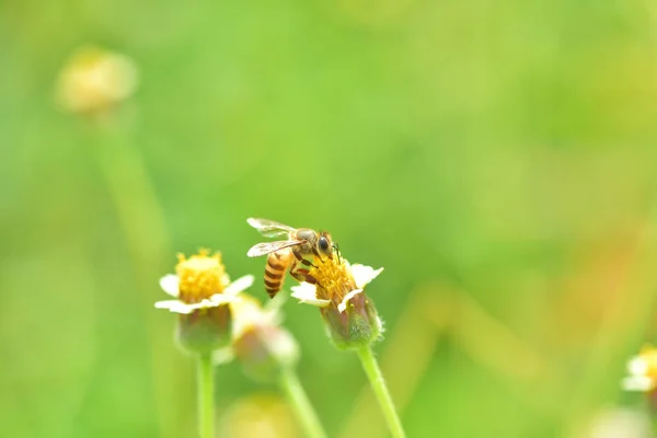 Une abeille perchée sur la belle fleur — Photo