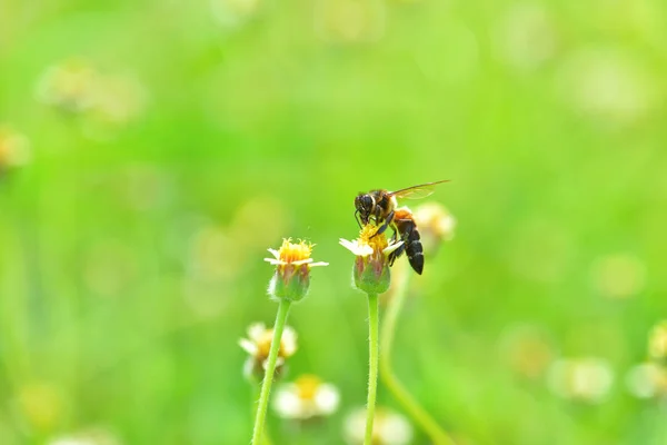 Ett bi uppflugen på den vackra blomman — Stockfoto