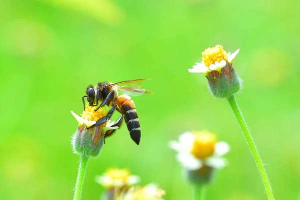 Včela na krásné květiny — Stock fotografie