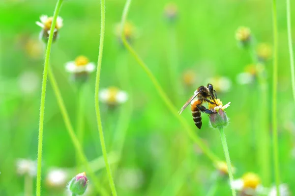 Une abeille perchée sur la belle fleur — Photo