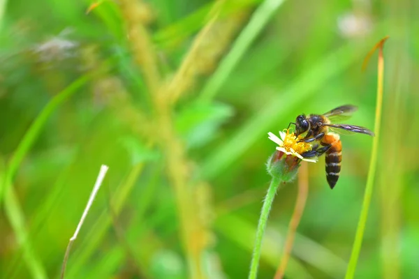 Uma abelha empoleirada na bela flor — Fotografia de Stock