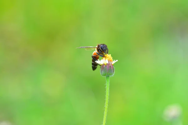 Пчела уселась на красивый цветок — стоковое фото