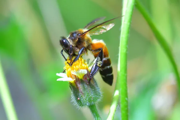 Uma abelha empoleirada na bela flor — Fotografia de Stock