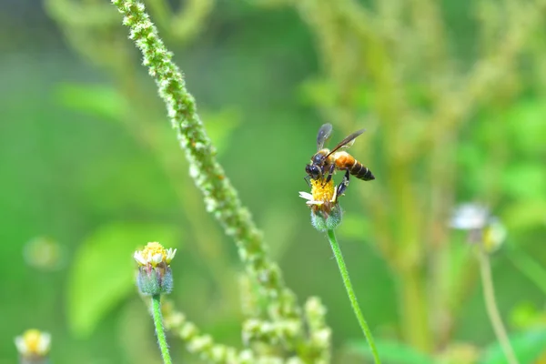 Ett bi uppflugen på den vackra blomman — Stockfoto