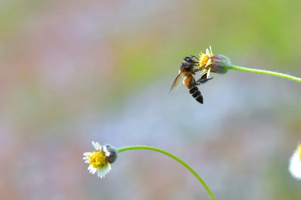 Uma abelha empoleirada na bela flor — Fotografia de Stock