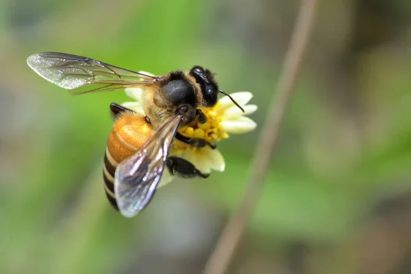 Une abeille perchée sur la belle fleur — Photo