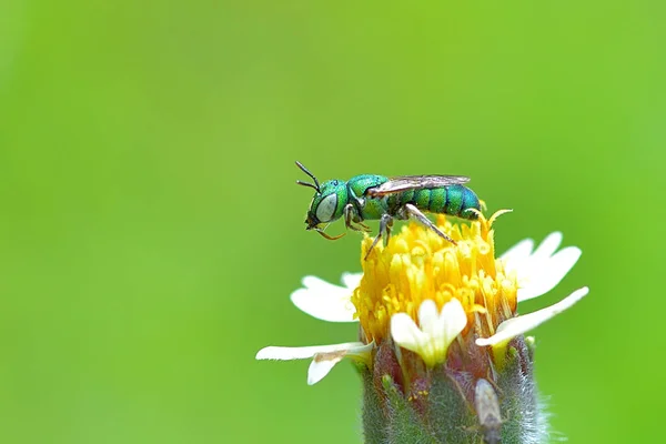 Agapostemon splendens (Abeja verde metálica) encaramado en la hermosa flor —  Fotos de Stock