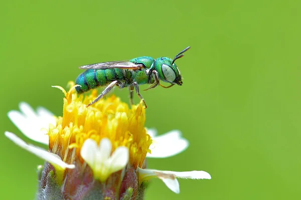 Agaphemon splendens ("Зеленая пчела") — стоковое фото