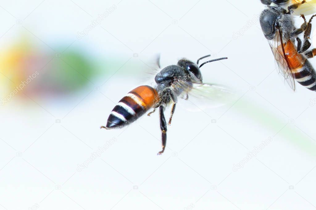 a bee Flying Isolated on white background
