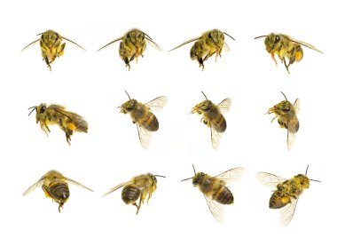 Beyaz arkaplanda izole edilmiş bir Arı