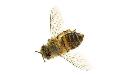 a Bee isolated on the white background clipart