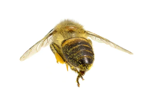 Sebuah Bee terisolasi di latar belakang putih — Stok Foto