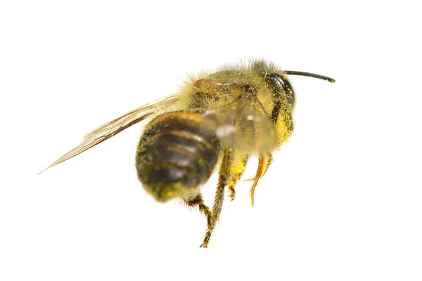 Пчела изолированы на белом фоне — стоковое фото