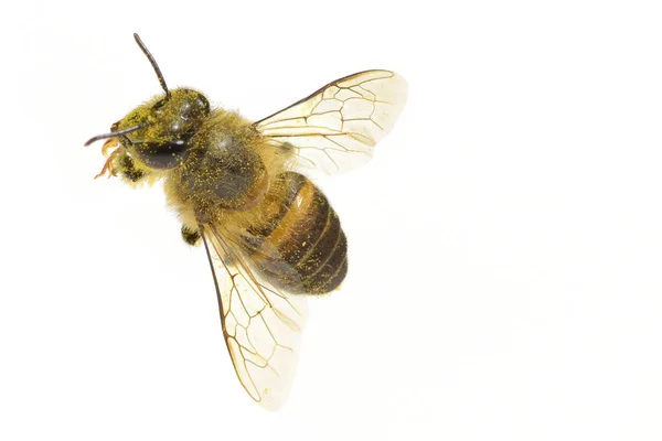 A Bijen geïsoleerd op de witte achtergrond — Stockfoto