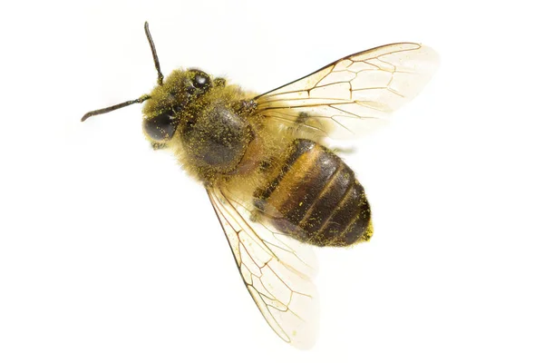 白い背景に隔離された蜂 — ストック写真