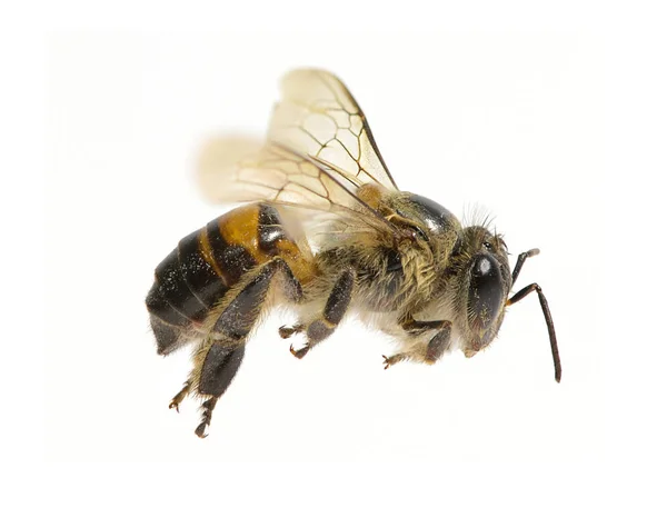 A Bijen geïsoleerd op de witte achtergrond — Stockfoto