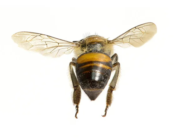 Beyaz arkaplanda izole edilmiş bir arı — Stok fotoğraf