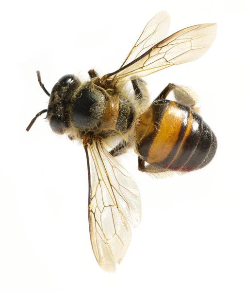 A Bijen geïsoleerd op de witte achtergrond Rechtenvrije Stockafbeeldingen