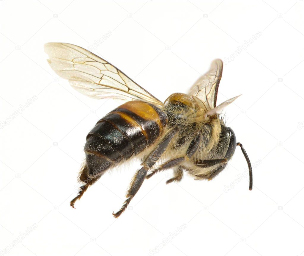 a Bee isolated on the white background