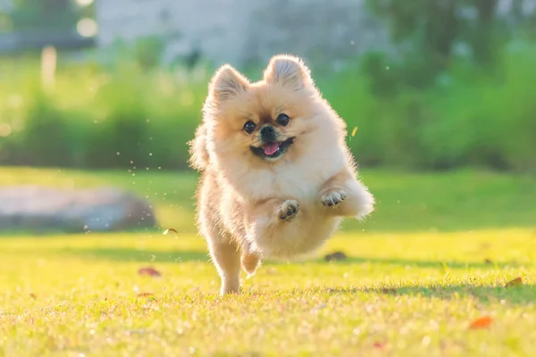 Lindos cachorros Pomeranian raza mixta Pekín perro ejecutar en el gra —  Fotos de Stock