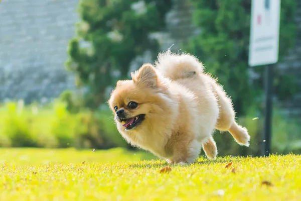 Şirin köpek yavruları Pomeranya Melezi Pekin köpeği — Stok fotoğraf