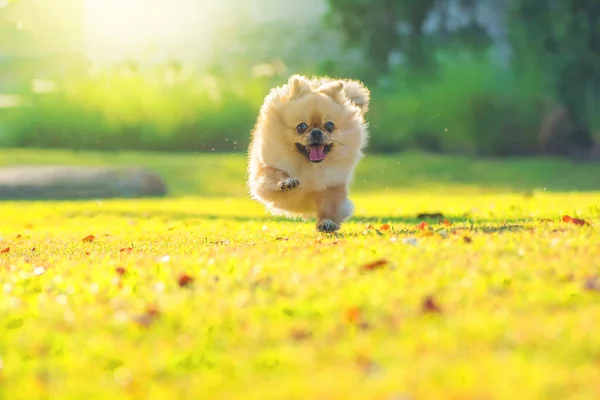 Şirin köpek yavruları Pomeranya Melezi Pekin köpeği — Stok fotoğraf