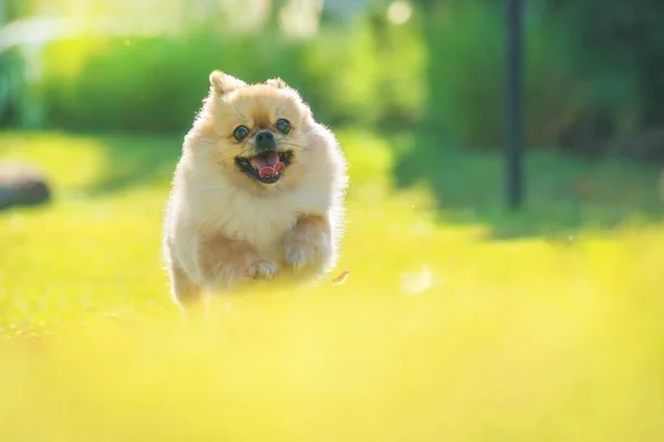 Cachorros bonitos Pomeranian misto raça Pekingese cão executado na gra — Fotografia de Stock