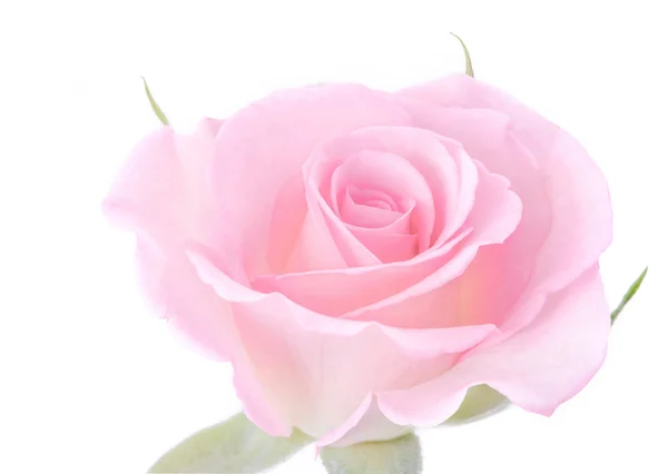Рожеві квіти троянд ізольовані на білому тлі для кохання весілля — стокове фото