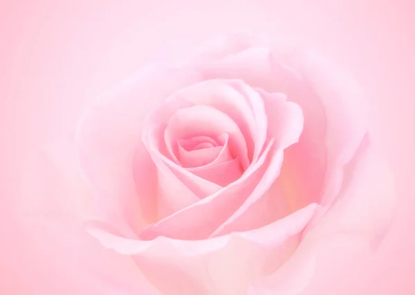 Rosa Rosenblüten mit unscharfem, pastellfarbenem Hintergrund für — Stockfoto