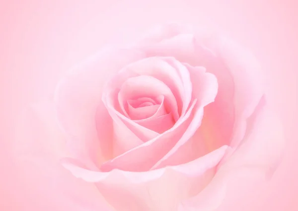 Bulanık renk arkaplanlı pembe gül çiçekleri 