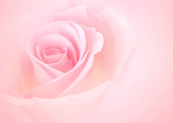 Rosa Rosa flores com fundo de cor pastel sofe desfocado para — Fotografia de Stock