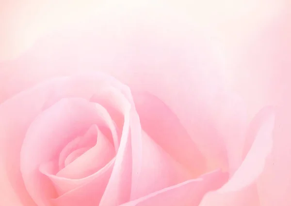 Pink Rose flowers with blurred sofe pastel color background for — ストック写真